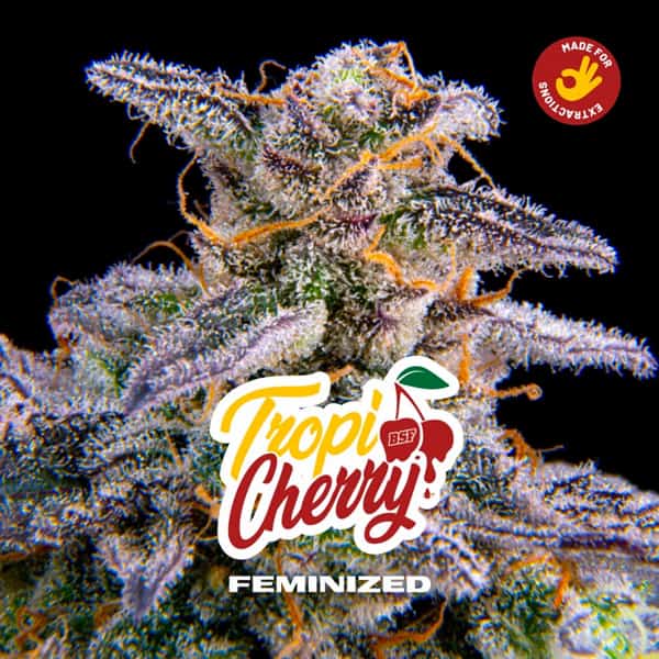 Tropicherry Samen > BSF Seeds | Feminisierte Hanfsamen  |  Sativa